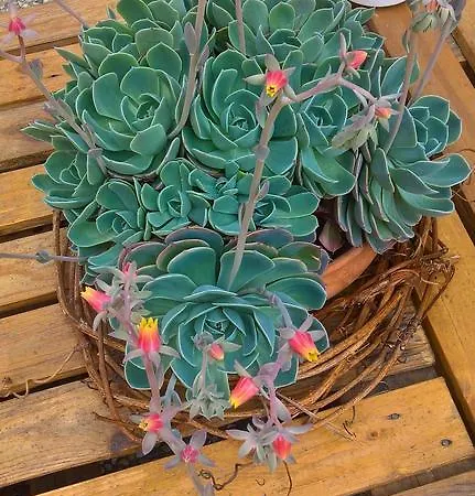 فندق مبيت وإفطار Cseppko Panzio 3*