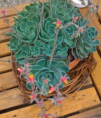 住宿加早餐酒店 Cseppko Panzio 3*